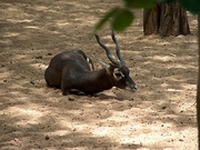 Blackbuck T-Shirt