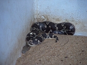 Common Sand Boa Poster