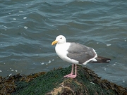 Gull Poster