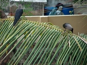 Indian Crow Poster