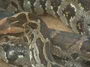 Indian Rock Python Poster