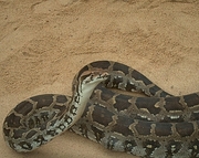 Indian Rock Python Poster