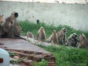 Langur T-Shirt