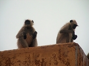 Langur Mousepad