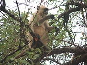 Langur Mousepad