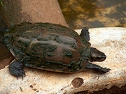 Madras Pond Tortoise T-Shirt