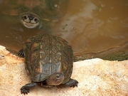 Madras Pond Tortoise T-Shirt