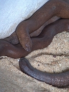 Red Sand Boa Poster