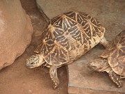 Star Tortoise T-Shirt