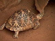 Star Tortoise T-Shirt