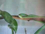 Vine Snake Poster