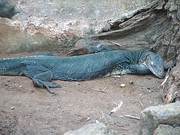 Water Monitor Magnet