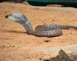 Cobra