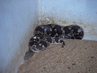 Common Sand Boa