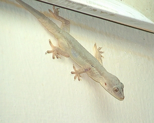 Gecko