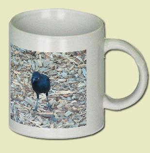 Brewer's Blackbird Coffee Mug