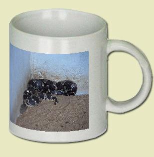 Common Sand Boa Coffee Mug