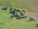 American Coot picture