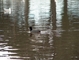 American Coot picture