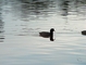 American Coot picture