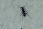 Ant picture