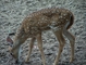 Axis Deer picture