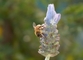 Bee picture