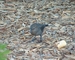 Brewer's Blackbird picture