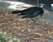 Brewer's Blackbird picture