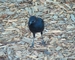 Brewer's Blackbird picture