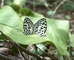 Butterfly picture