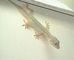 Gecko picture