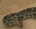 Indian Rock Python picture