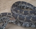 Indian Rock Python picture