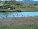 Long-billed Curlew picture