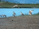 Long-billed Curlew picture