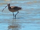 Long-billed Curlew picture