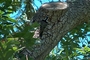 Nuttall's Woodpecker picture