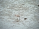 Sandpiper picture