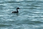 Western Grebe picture