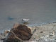 Western Sandpiper picture