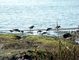 Western Sandpiper picture