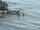 Western Sandpiper picture