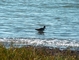 Western Sandpiper picture