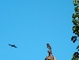 Western Scrub Jay picture