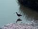 Whimbrel picture