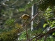 Wilson's Warbler picture