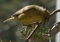 Wilson's Warbler picture