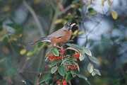 American Robin Poster