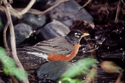 American Robin Poster